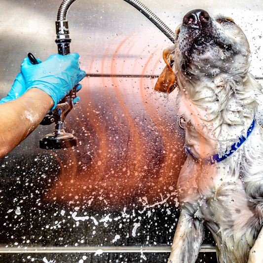 Heated Outdoor Dogbath