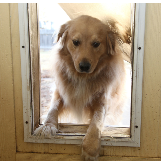 Dog Door Install